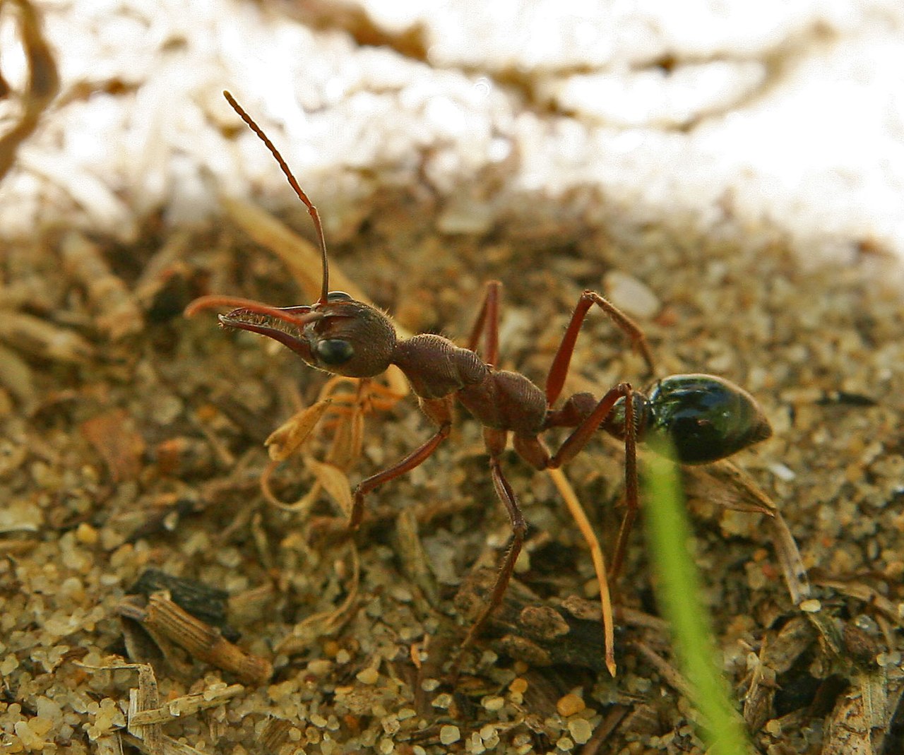 Decoding Bulldog Ants' Nest Finding Strategies